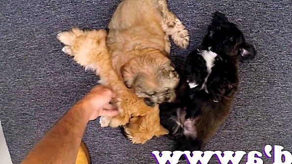 Блондинка трахается в офисе с мужиком до одури